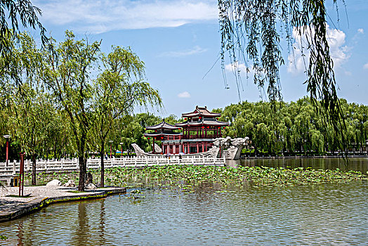soi cau lo bachthu