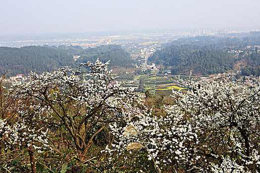 soi cau nam