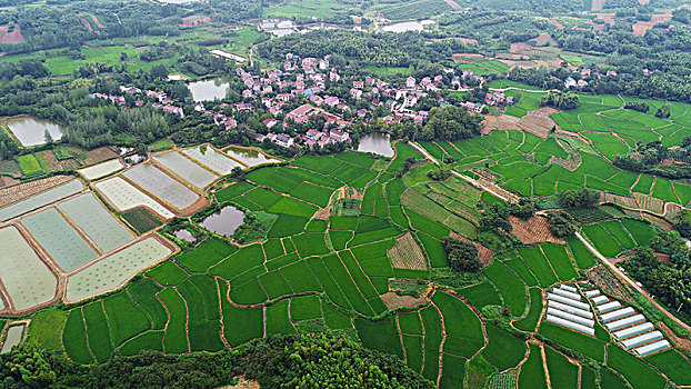 bạch thủ lô mb