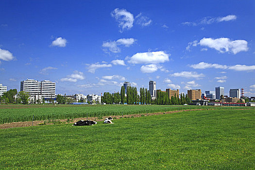 xs miên nam
