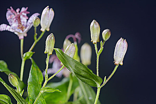 dự đoán xổ số hồ chí minh