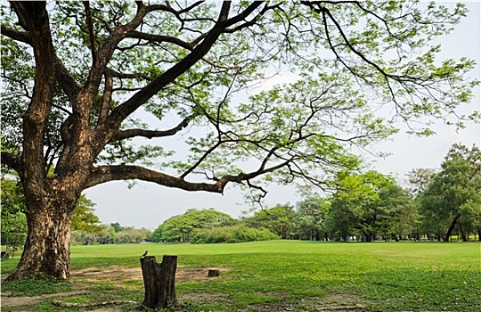 soi cầu phạm tuấn