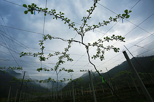quay thử xổ số khánh hòa