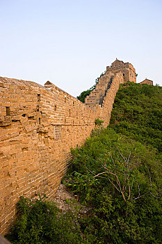 cau bạch thu
