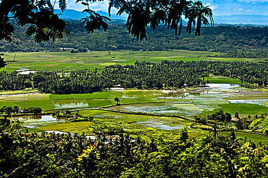 cầu bạch thủ hôm nay