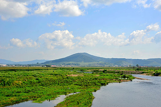 bạch thu lo