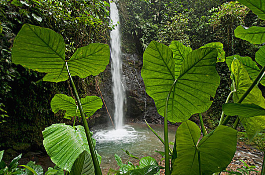 tỷ lệ ăn 3 càng