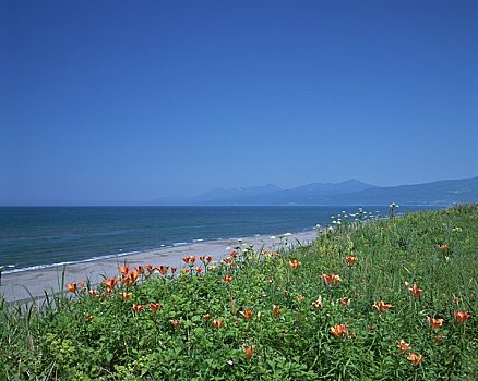 soi cau bach kim mb