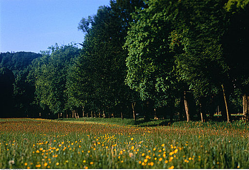 soi câu bach kim