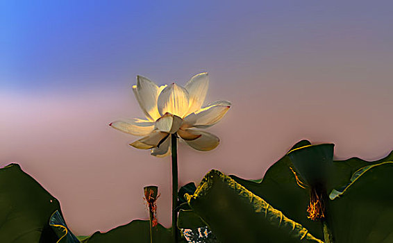 bạch thủ lô kép khung 2 ngày