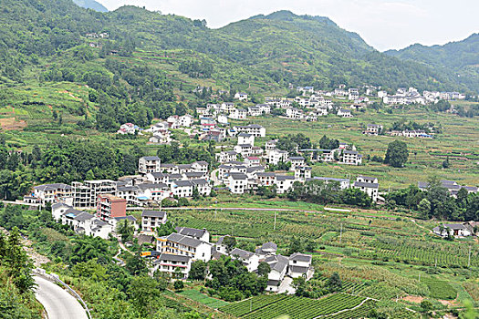 cau lo bach thu