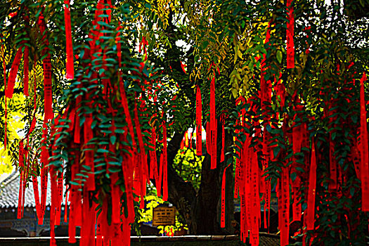 cau bạch thu xsmb