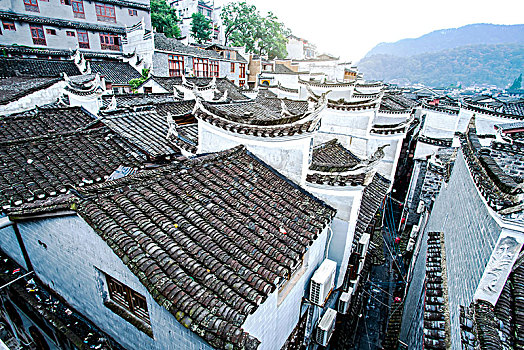 soi cau bach thu binh dinh
