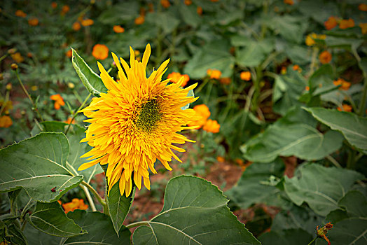 du doan xo so tien giang