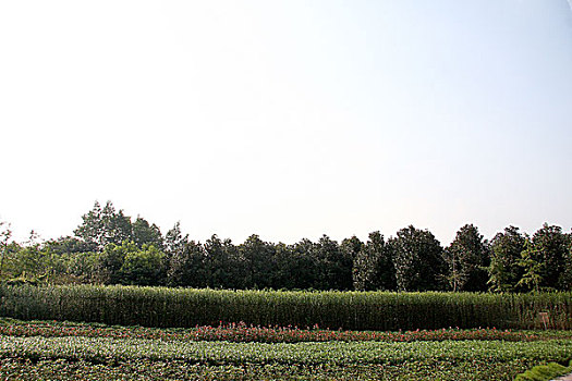 soi cầu đoán số