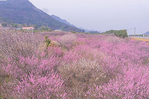 soi cầu bạch thủ 286