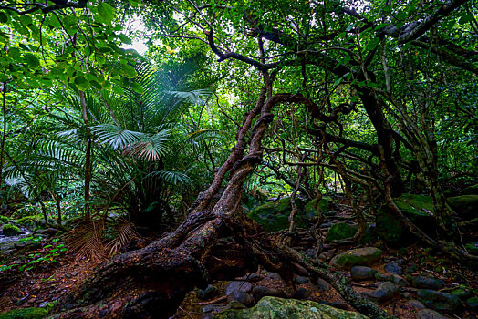 rong vang bach kim