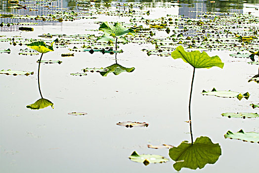 thống kê rongbachkim