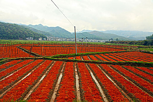 cách chơi lô đề miền nam