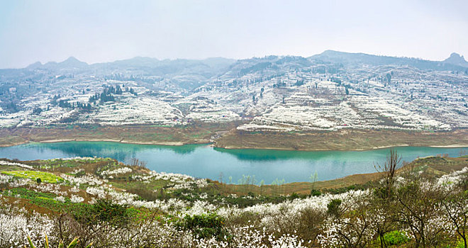 soi rong bạch kim