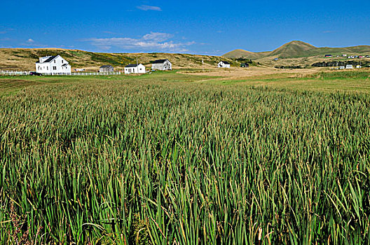 lo de rong vang bach kim