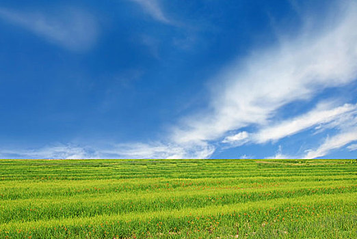 cầu lô bạch thủ