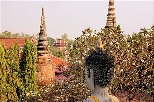 soi cau scv