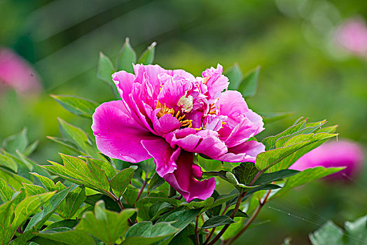 xem đá gà cựa