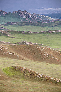 rong bach kim 666