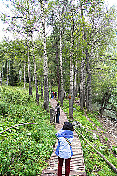 cau rong bạch kim