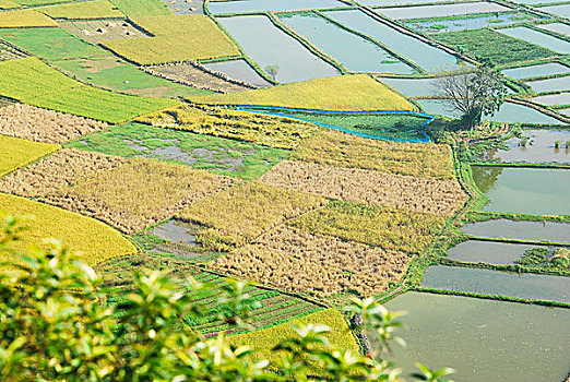 cầu bạch thủ đề