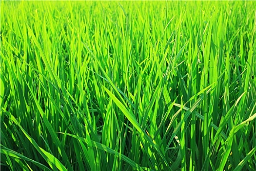 áo mưa sơn thủy k8