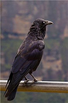 xôsomiennam