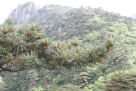 giá bội gà đá