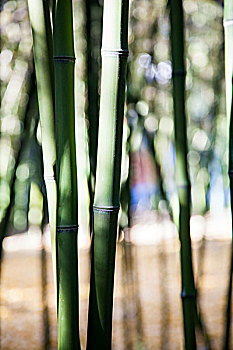 bạch thủ đề ngày hôm nay