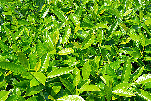 xổ số hậu giang hôm nay
