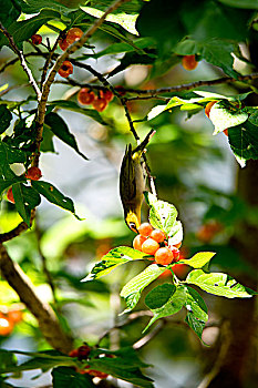 soi cầu dự đoán