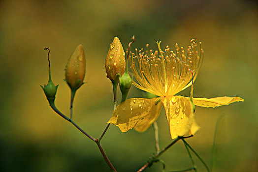 thần lô đề