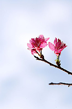 xổ số bà rịa