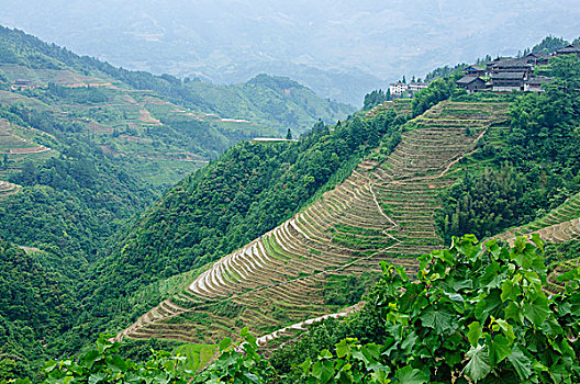 soi cau thu