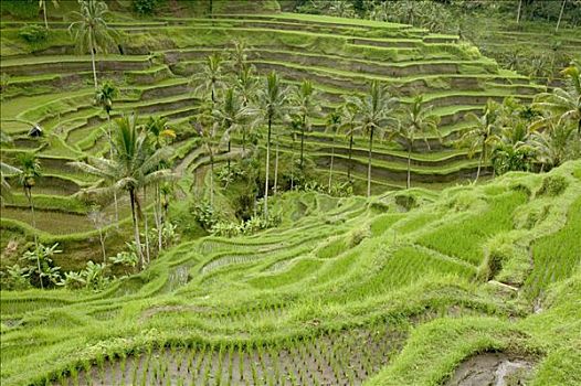 xổ số trực tiếp hôm nay