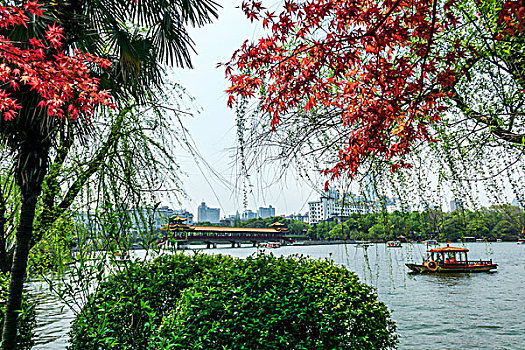 soi cau lo rong bach kim