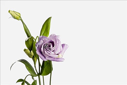 xổ số kiến thiết đà lạt