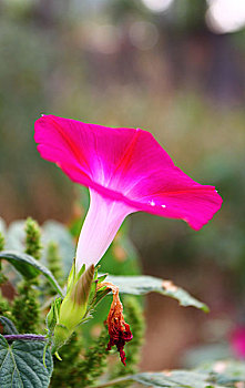 số bình dương