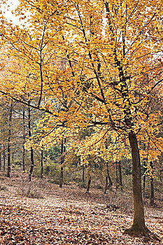thong ke rong bach kim gio vang