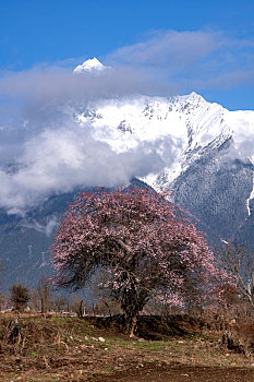 bạch thủ 3 càng