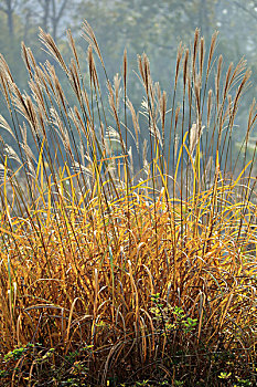 xổ số mien nam