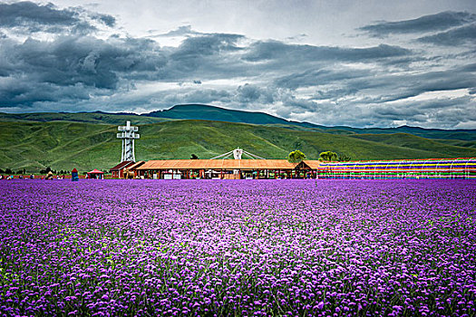 caothuchotso